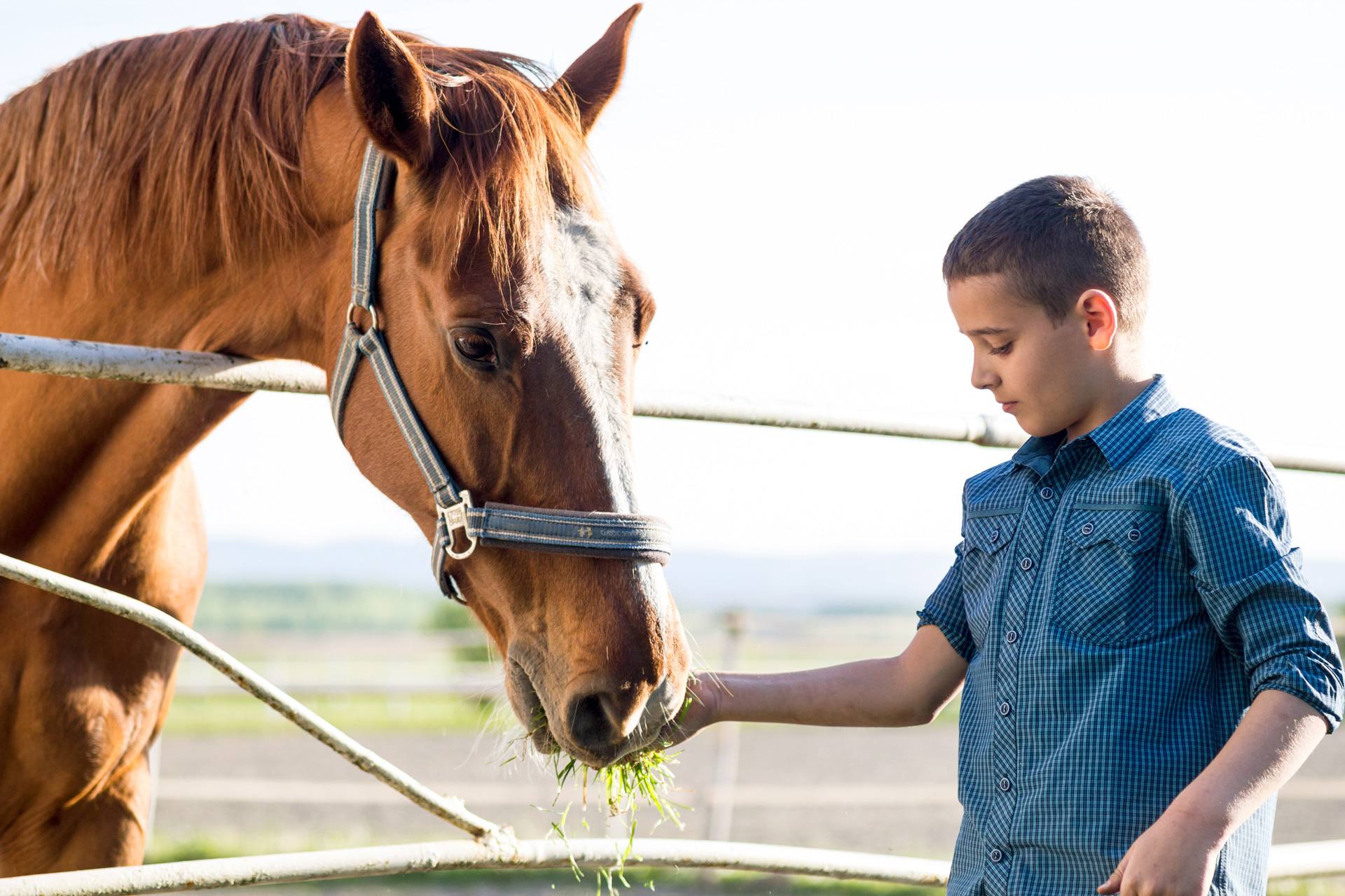 A boy feeding a chestnut horse at a farm fence