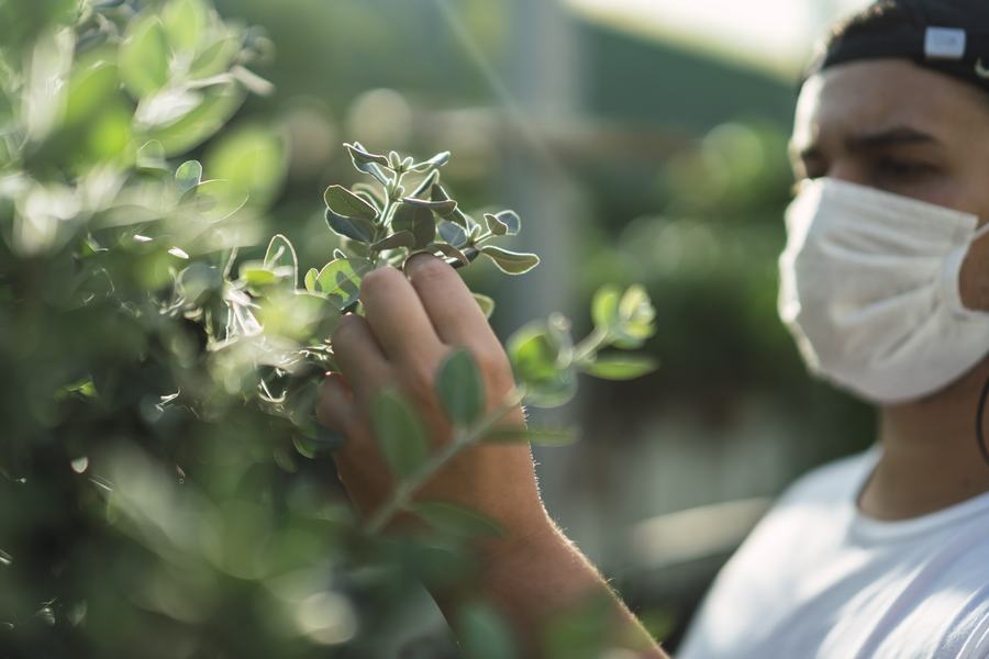 A young man examining green plants in a garden